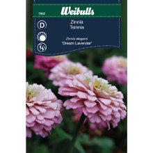 Zinnia Elegans 'Dream Lavender'